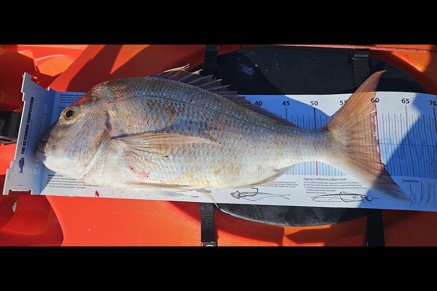 George Li caught this 59.5cm Snapper at Auckland during The Export NZ Fishing Competition